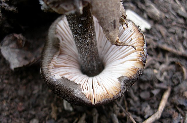 Volvariella  terrea  sp.nov.